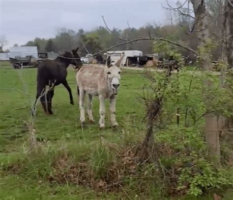 boxer shocked by electric fence|Donkey Laughs When Dog Gets Shocked By Electric Fence.